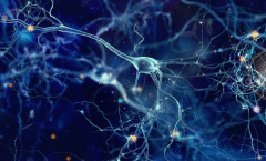 大脑皮层神经网络测量取得新突破！