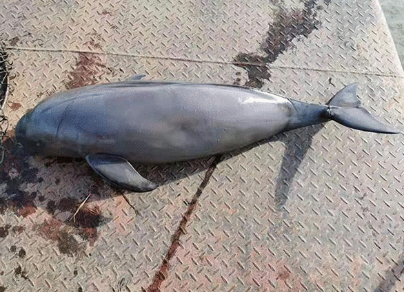 长江新螺段发现死亡江豚 身体有多道渔网勒痕