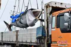 日本拟修改捕鲸法律 推动学校供餐等使用鲸类