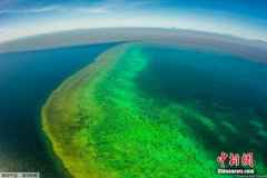 好迹象！澳专家：大堡礁珊瑚产卵规模近年最大