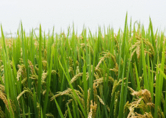 我国现代稻作50年：单产提高130%、温室气体排放下降70%