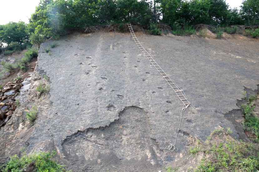 黑龙江首次发现大面积早白垩世恐龙足迹群