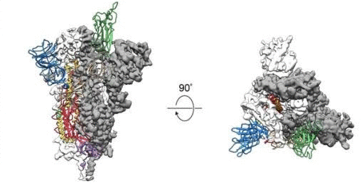 新冠病毒刺突蛋白“原子图”面世，有助研发疫苗