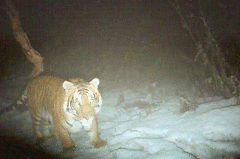 尼泊尔在海拔2500米地区发现老虎 外媒：令人既兴奋又担忧