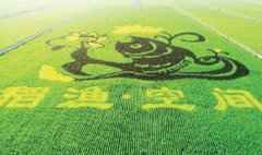 稻渔空间:一个科特派的乡村振兴梦 稻渔空间:一个科特派的乡村振兴梦