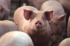 全国动物防疫专家委员会：猪流感病毒不是新病毒