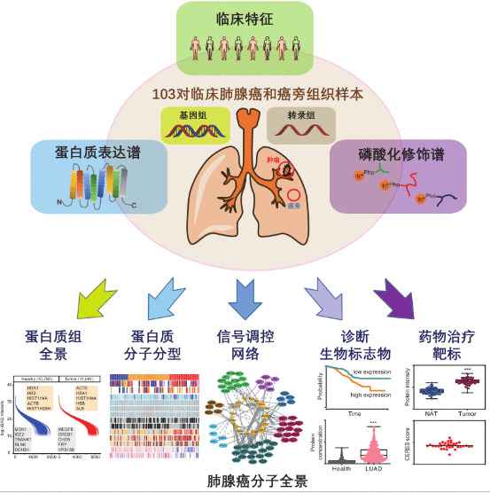 我国科学家首次揭示肺腺癌分子全景 潜在药物靶点触手可及