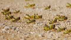 黄脊竹蝗入侵云南普洱市、西双版纳州局部区域 蝗灾情况暂可控
