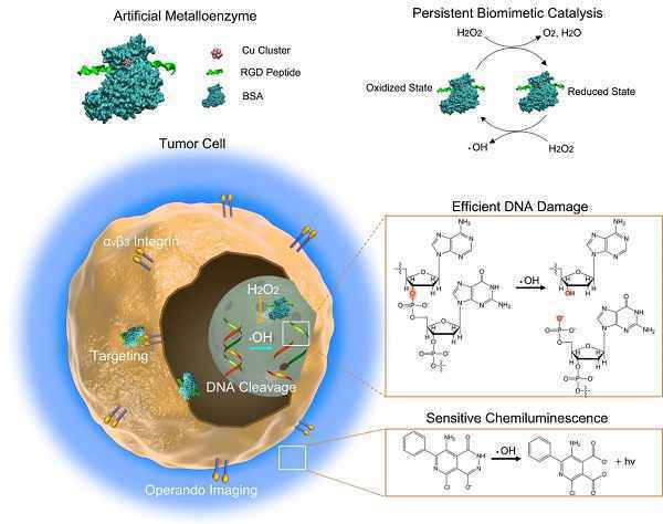 人工金属酶：肿瘤诊疗新方法取得重要进展