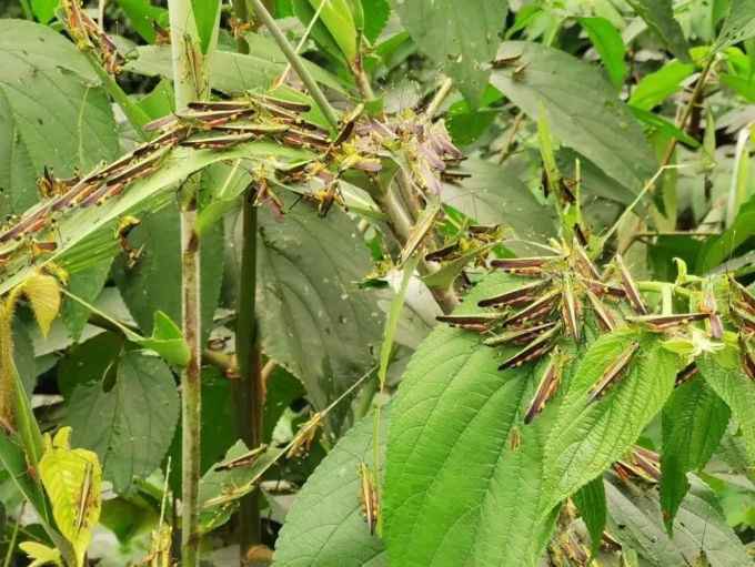 紧急！大量蝗虫入境 黄脊竹蝗入侵云南波及13.5万亩