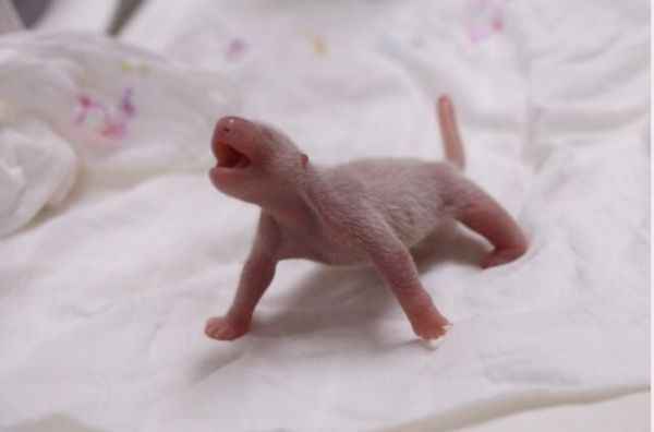 旅韩大熊猫夫妇喜诞幼崽 韩媒:熊猫“母女”平安健康