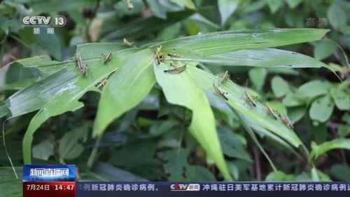 黄脊竹蝗飞到云南哪里了 黄脊竹蝗迁飞路线