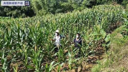 云南黄脊竹蝗发生面积逾15万亩 连续8天无境外迁飞