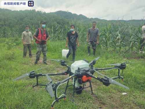 云南黄脊竹蝗发生面积逾15万亩 连续8天无境外迁飞