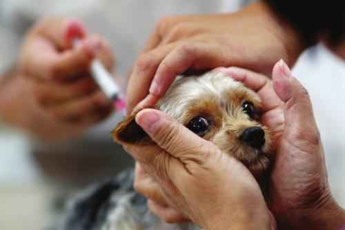 动物防疫法修订草案：拟进一步完善对饲养犬、猫的管理