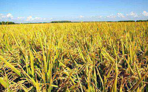 全国早稻增产