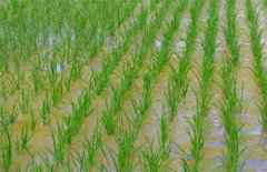 南方洪涝对水稻生产影响几何？专家调研评估——今年水稻依然