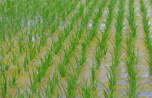 南方洪涝对水稻生产影响几何？专家调研评估——今年水稻依然有望丰收