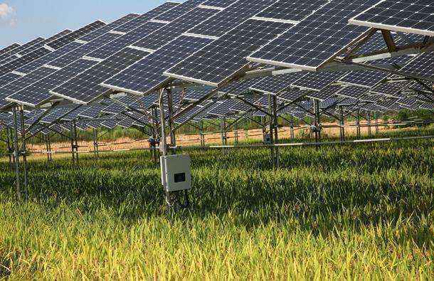山东：“光伏+农业”实现产业扶贫与清洁能源利用双赢
