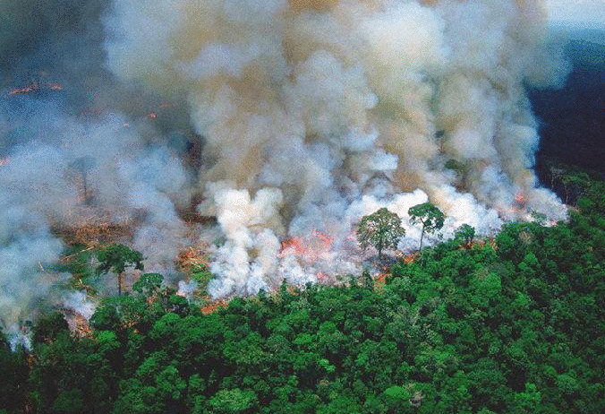 巴西官方更正：亚马孙雨林8月火灾数量创十年新高