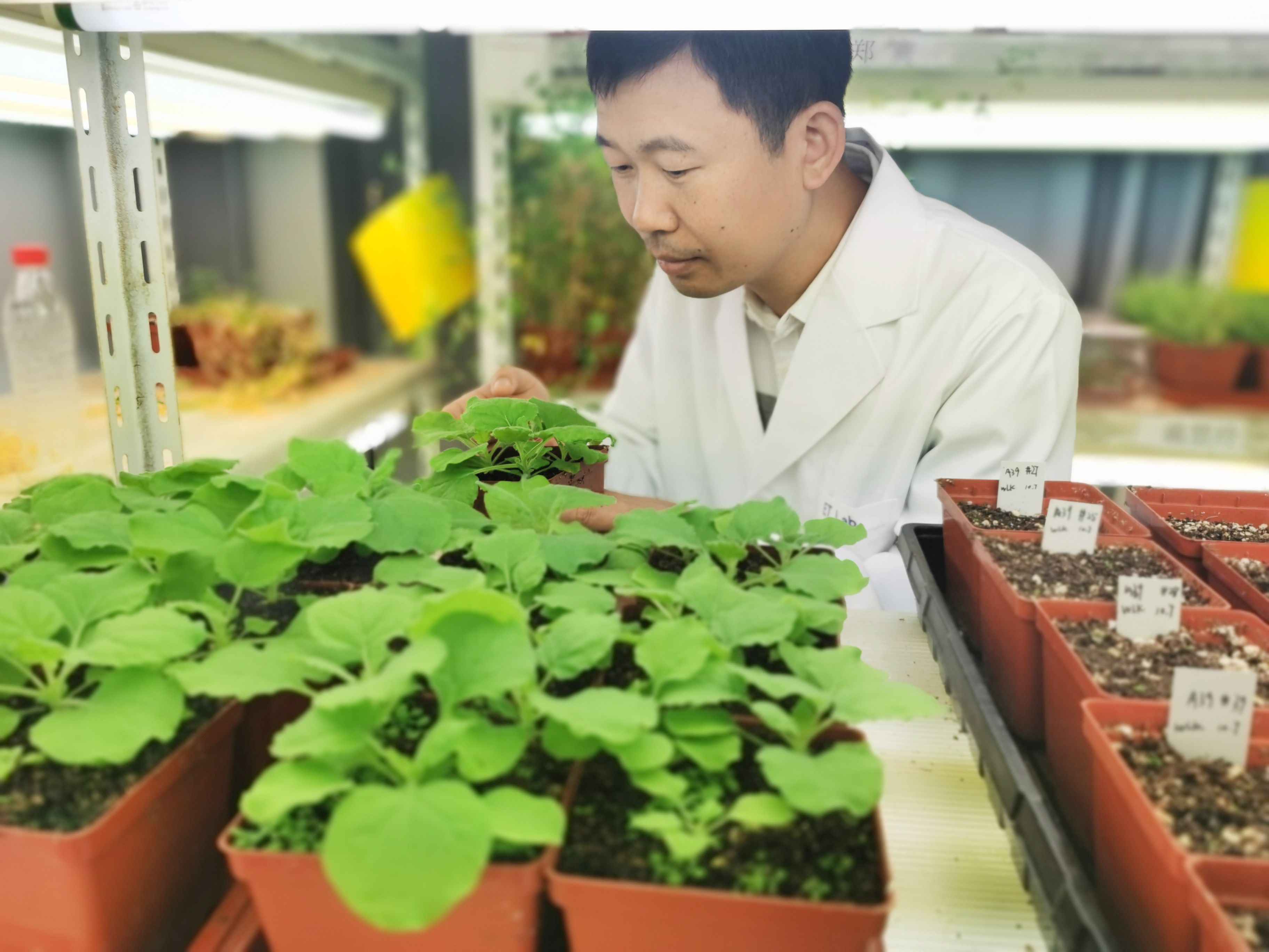 为什么豆科植物能与根瘤菌共生固氮？中国科学家破解百年难题