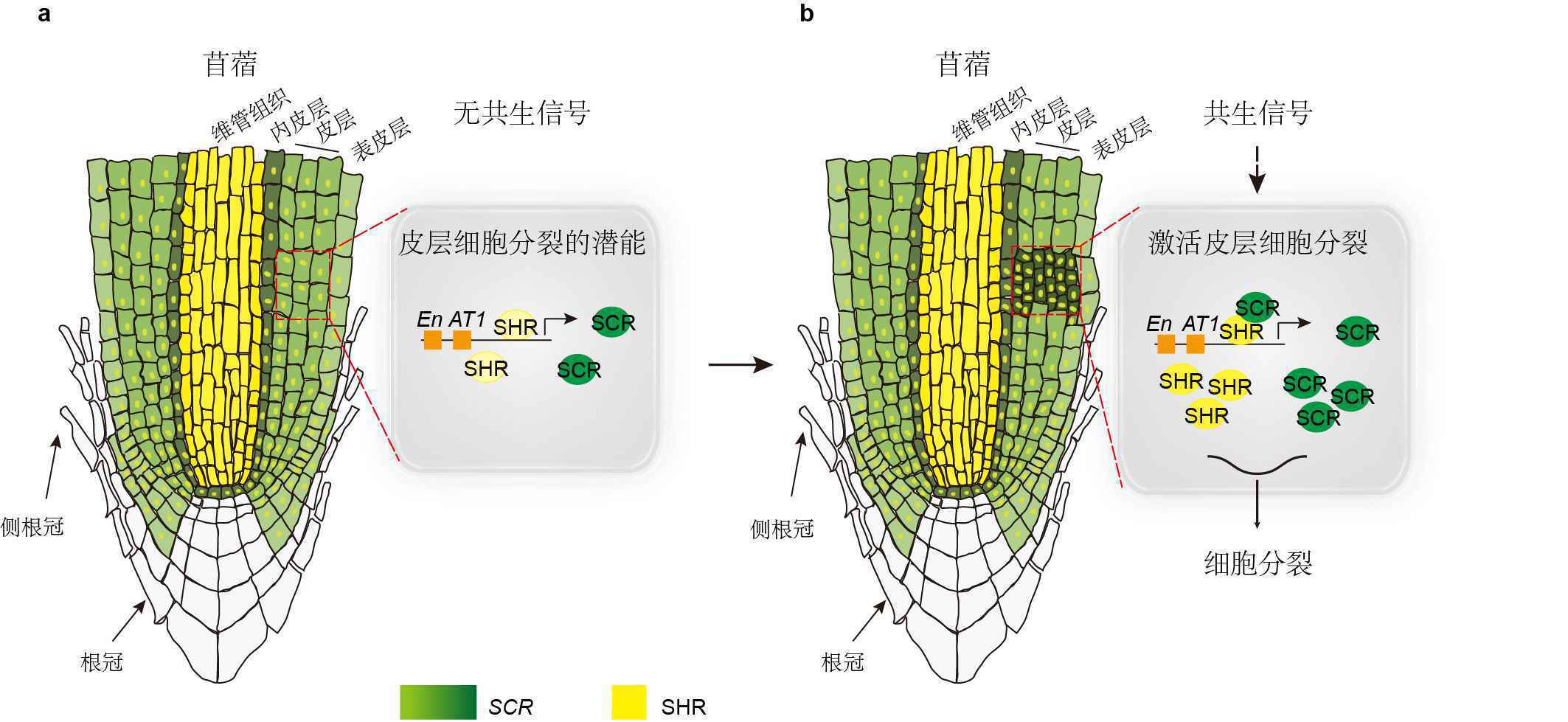 为什么豆科植物能与根瘤菌共生固氮？中国科学家破解百年难题