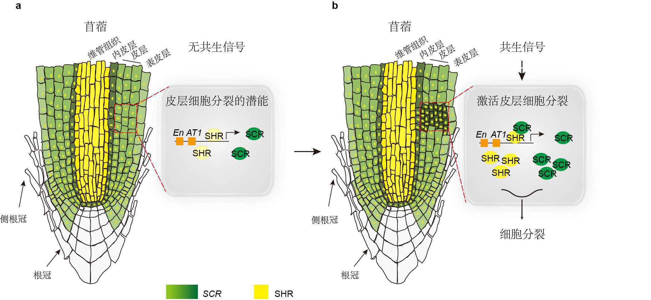 为什么豆科植物能与根瘤菌共生固氮？中国科学家破解百年难题