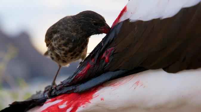 吸血地雀正在吸食血液