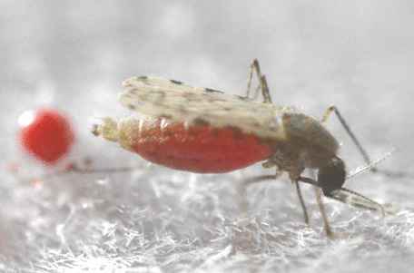 中国科学家揭示疟疾传播媒介按蚊的婚飞与交配奥秘