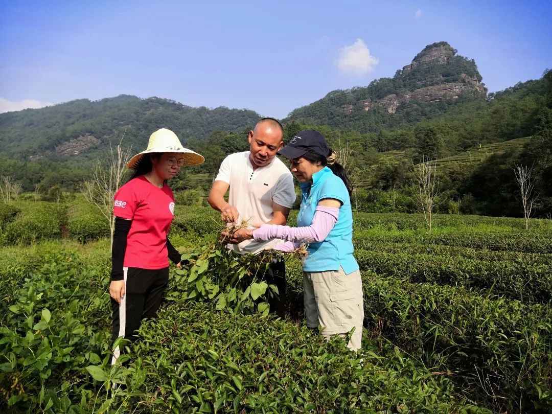 为总书记介绍情况的科特派是位茶园“土壤保健医”