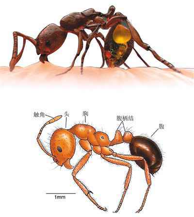 红火蚁位列最危险入侵物种 已传播至国内10多个省份