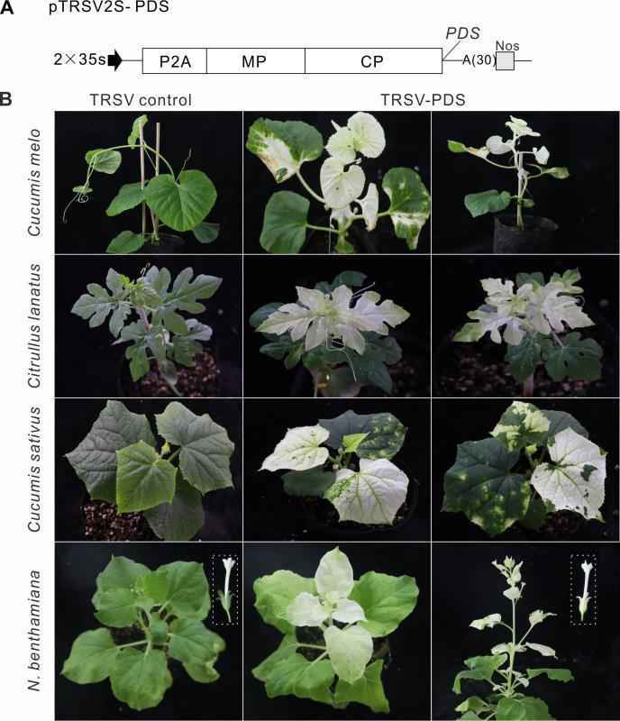 分子育种新突破！小葫芦基因研究找到了“金钥匙”