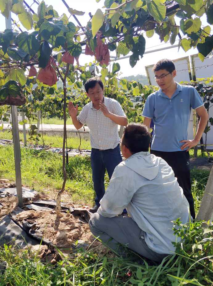 他在江淮大地种满猕猴桃，成为农民的“致富果”