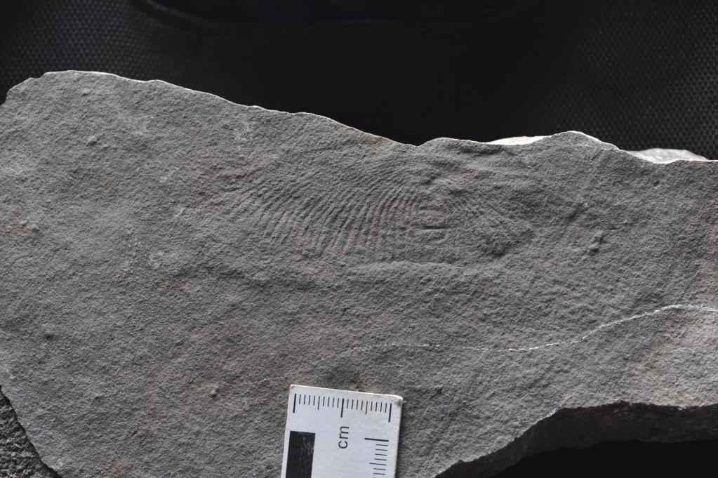 科学家在三峡发现奇特“指纹”，谁留下的？
