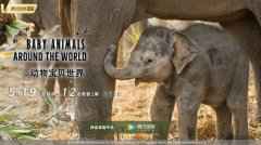  打盹、摔跤、梳毛……这部纪录片专拍动物宝宝