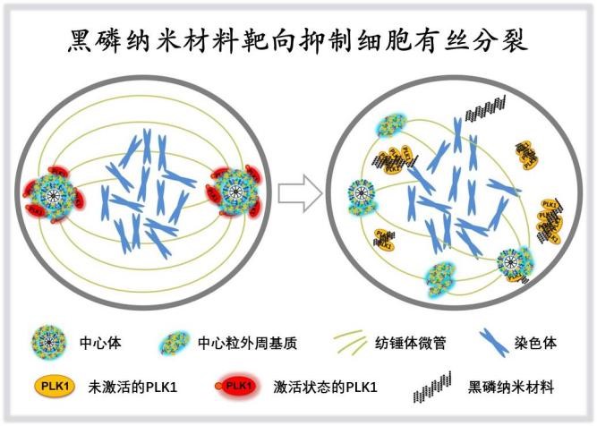  科学家提出肿瘤精准靶向“纳米磷疗”新策略