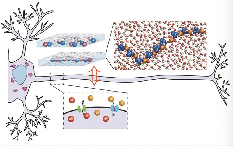  与人脑一样节能，人造离子神经元能用于未来电子记忆