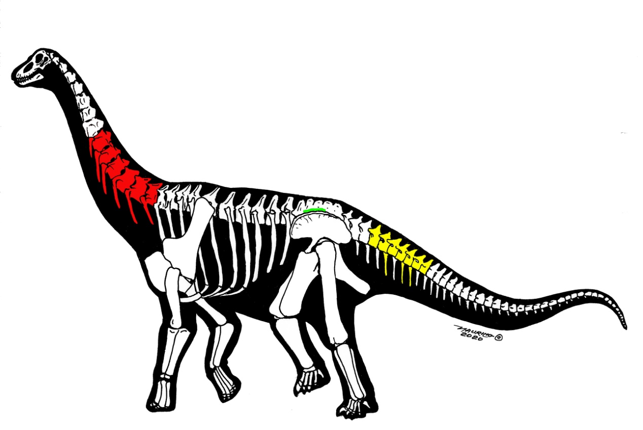  命名两个恐龙新属种 新疆哈密首次发现恐龙中的“巨无霸”