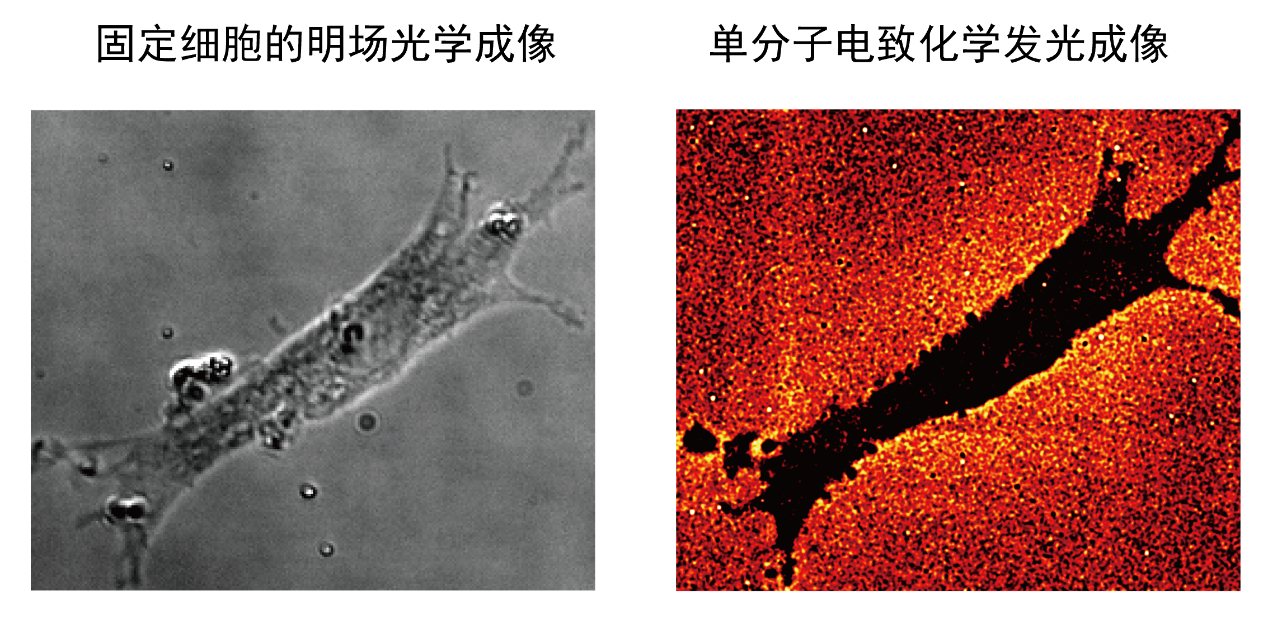  观察分子反应像数星星 新型化学显微镜拥有超高分辨率