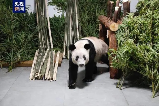 北京动物园已为“丫丫”准备了专门的饲养场馆